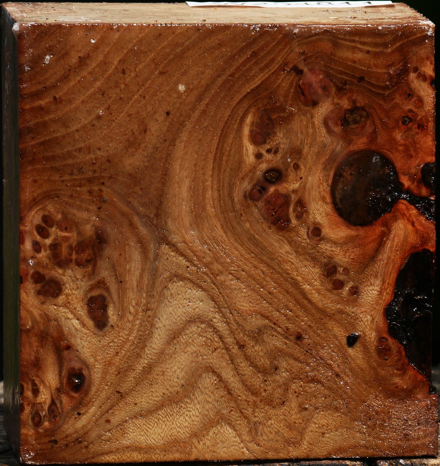 Elm Burl Bowl Blank