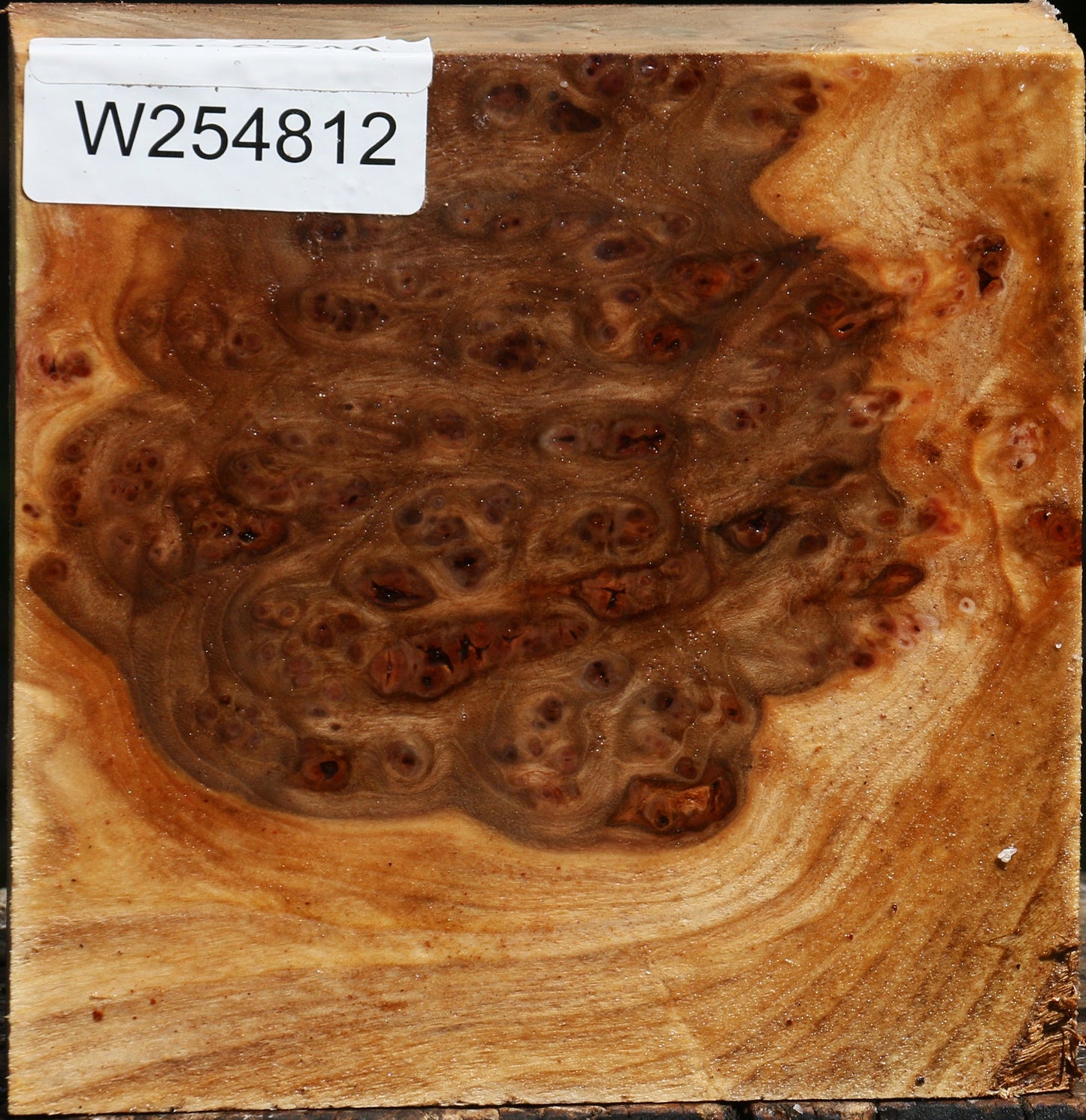Elm Burl Bowl Blank
