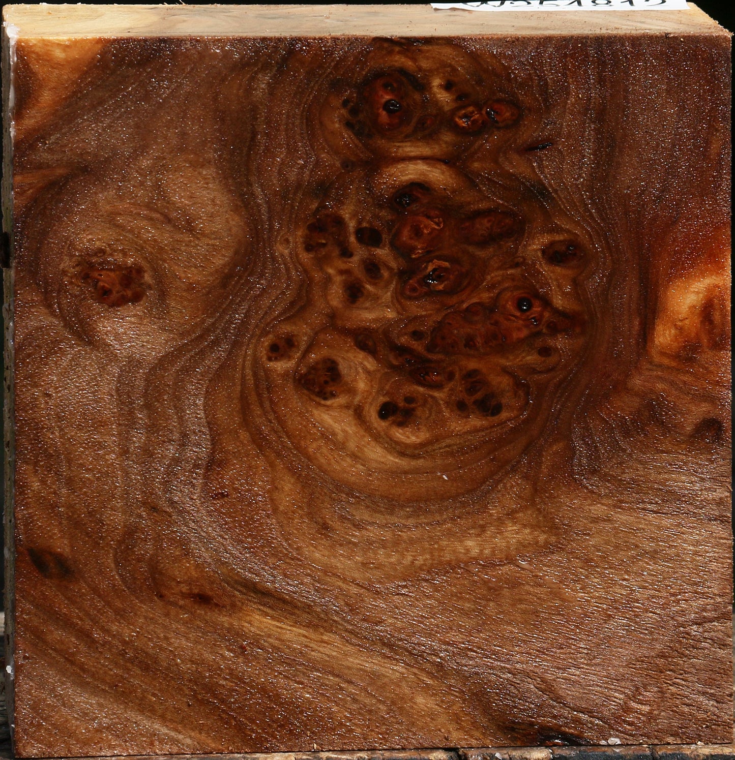 Elm Burl Bowl Blank