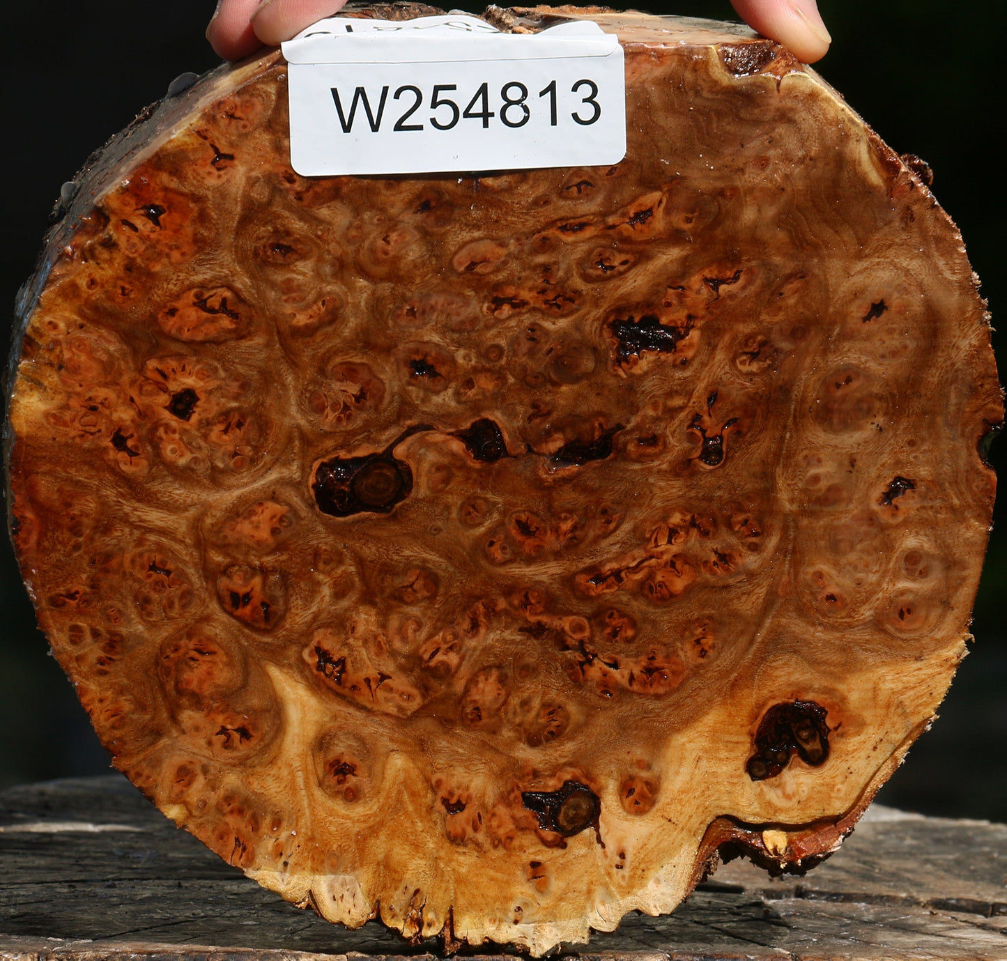 Elm Burl Live Edge Turning Blank