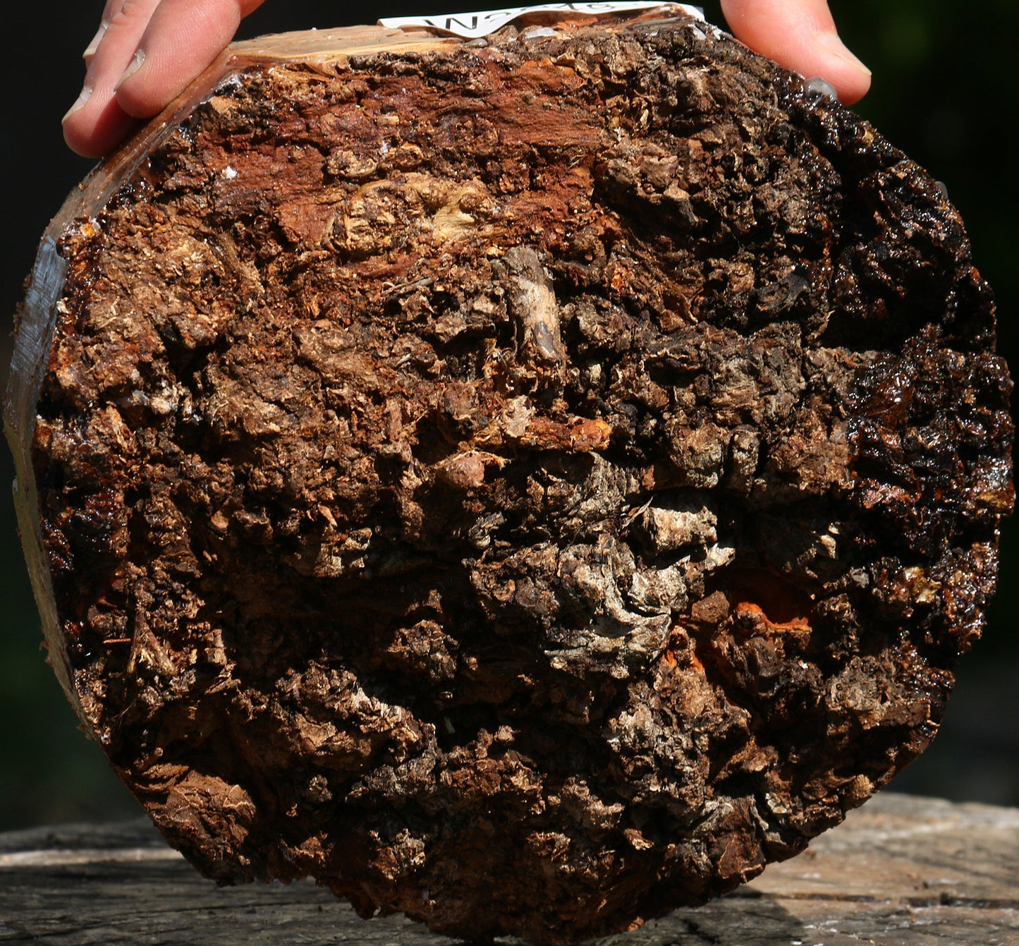 Elm Burl Live Edge Turning Blank