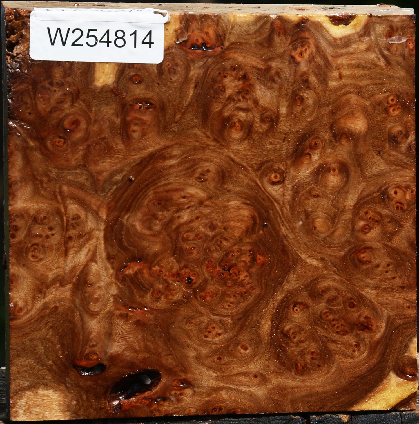 Elm Burl Bowl Blank