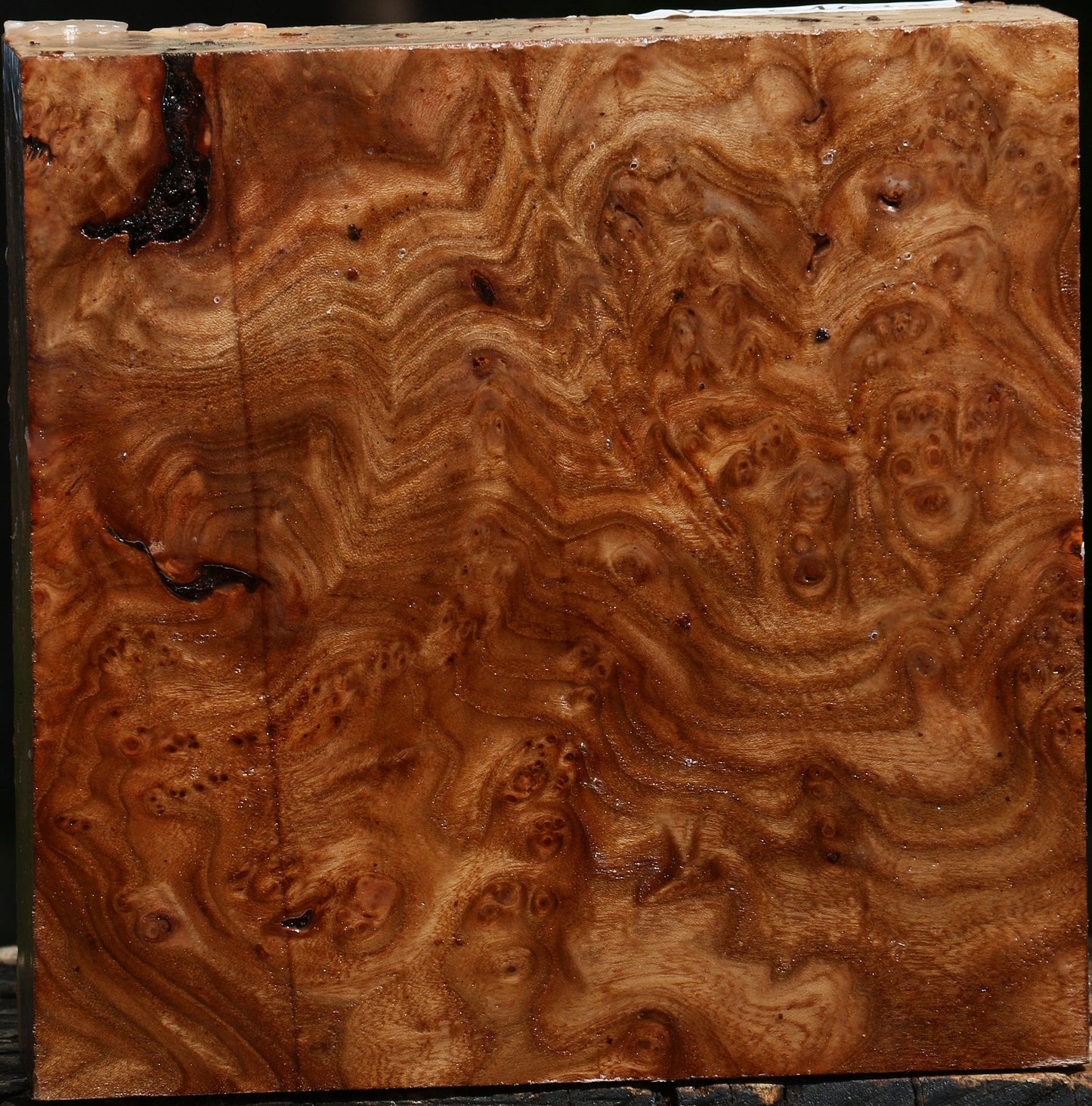 Elm Burl Bowl Blank