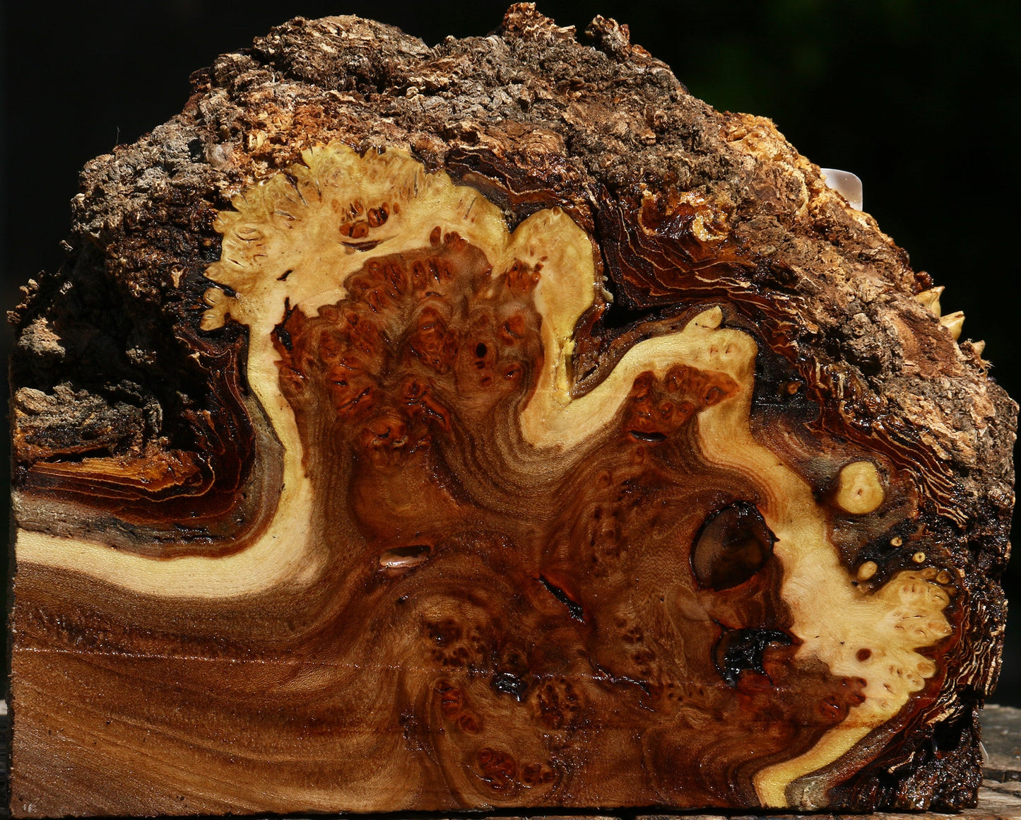 Elm Burl Live Edge Turning Blank