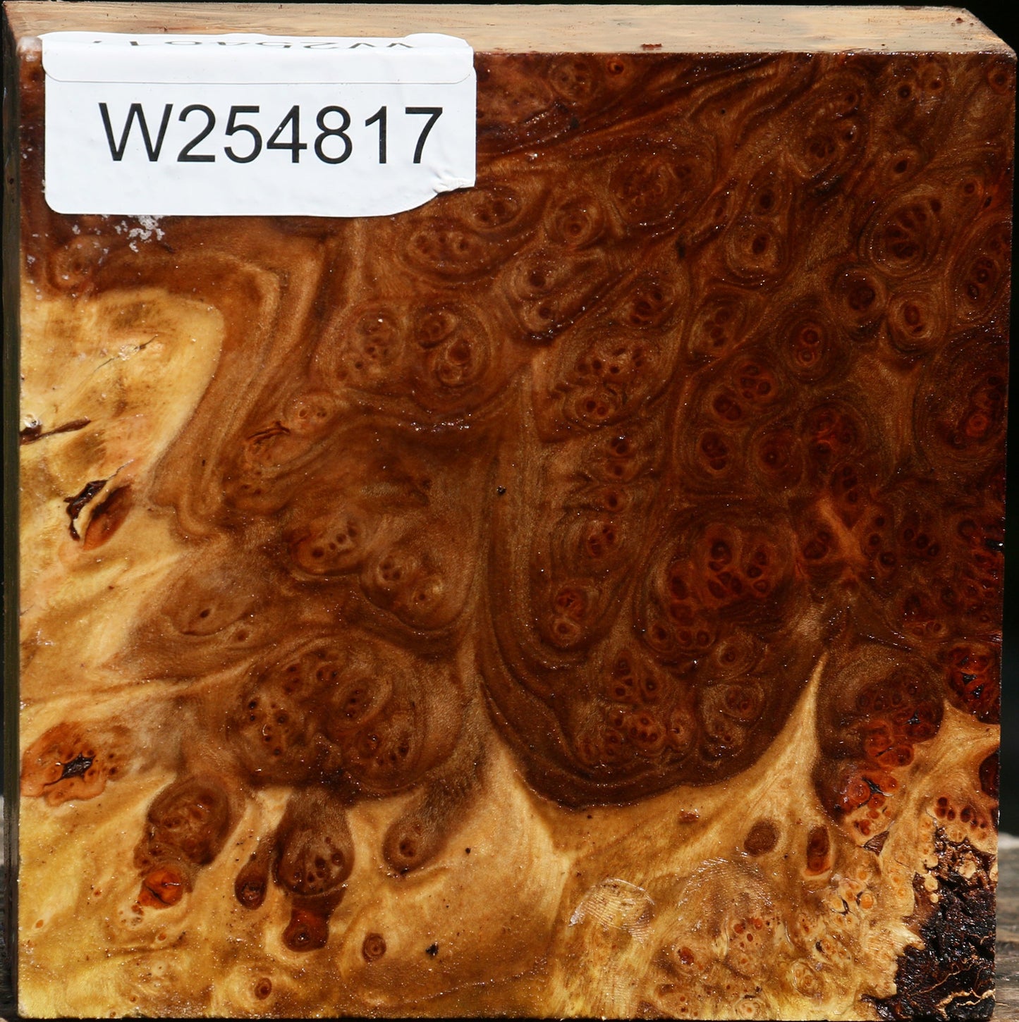 Elm Burl Bowl Blank