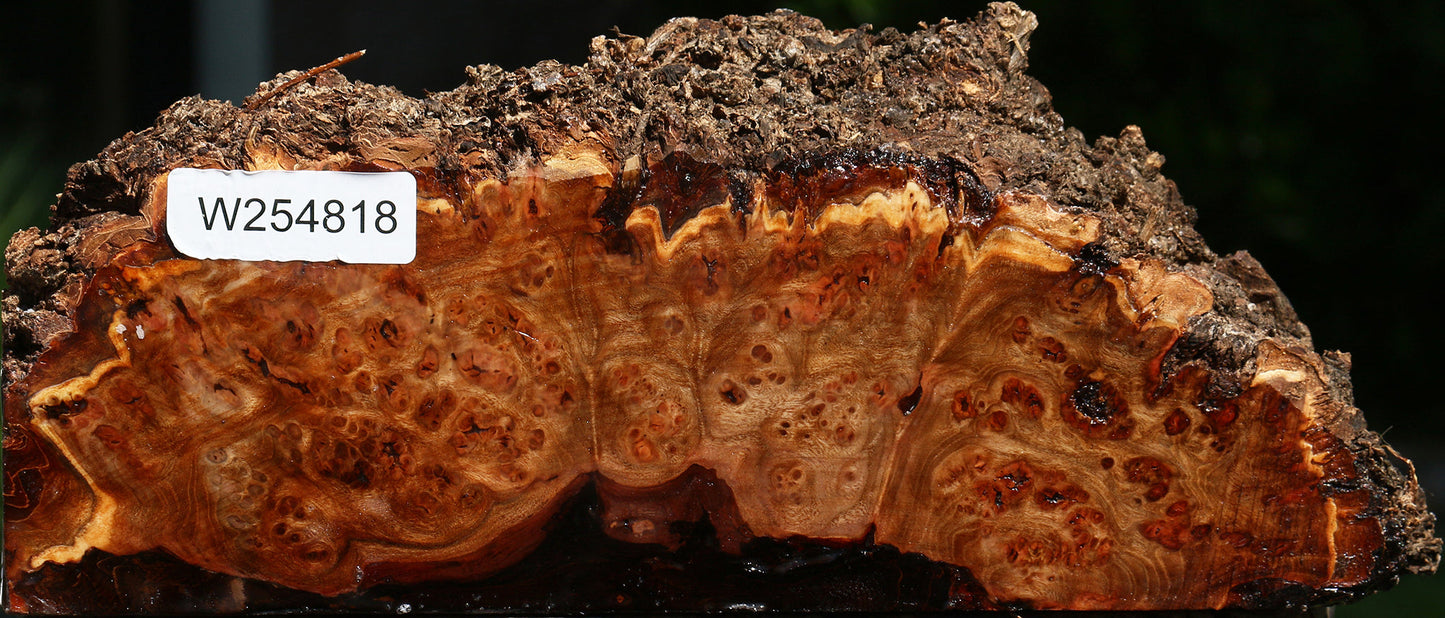 Elm Burl Live Edge Turning Blank