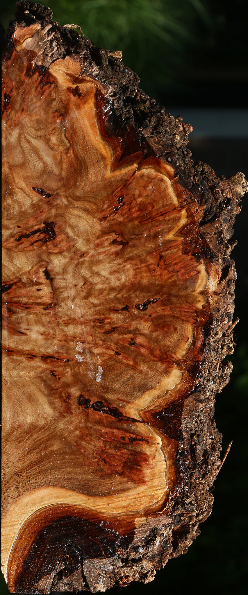 Elm Burl Live Edge Turning Blank