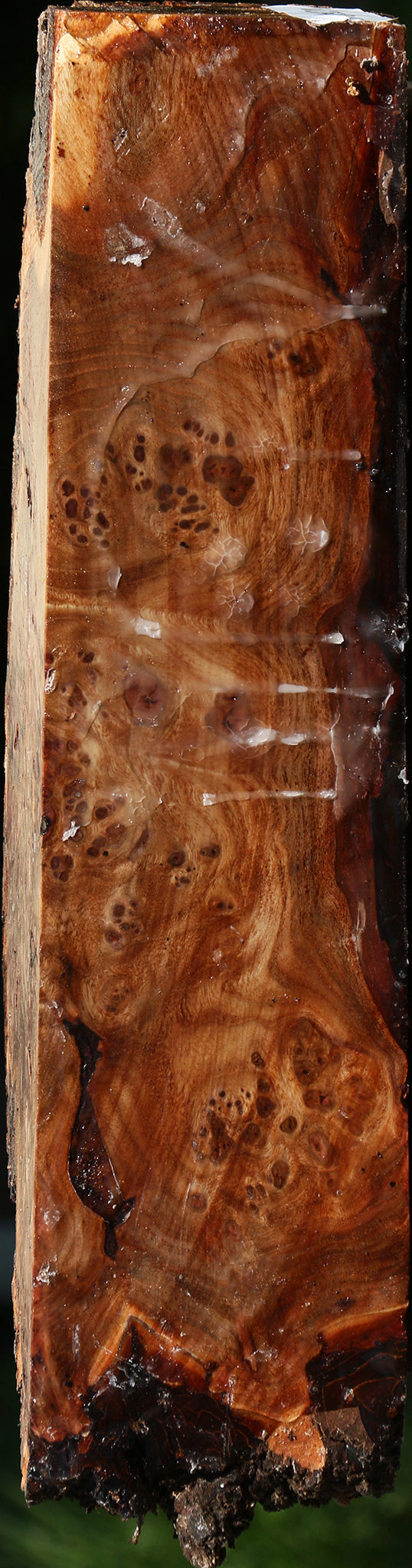 Elm Burl Live Edge Turning Blank