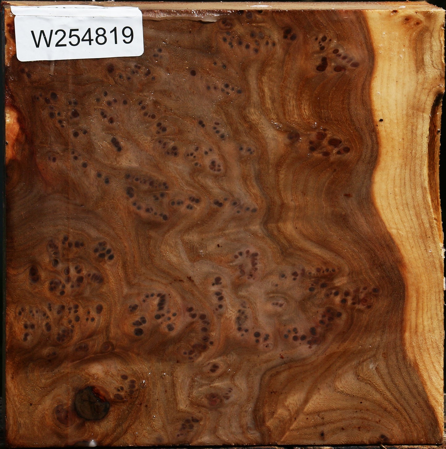 Elm Burl Bowl Blank