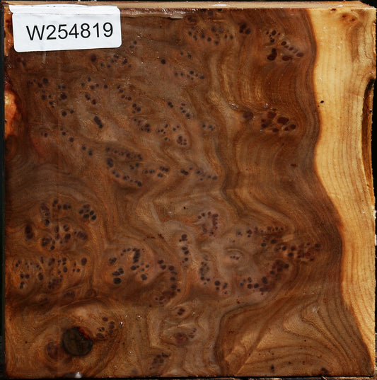 Elm Burl Bowl Blank