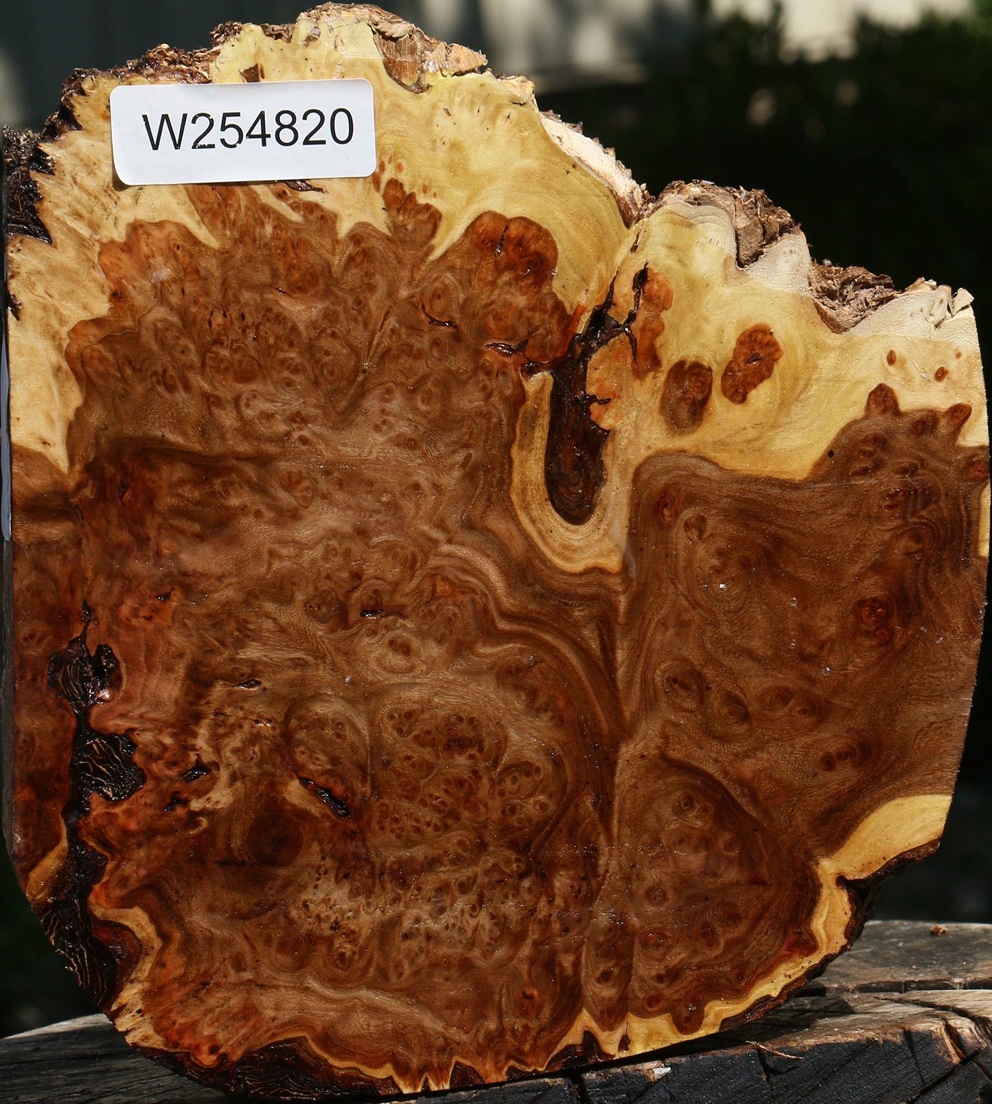 Elm Burl Live Edge Turning Blank