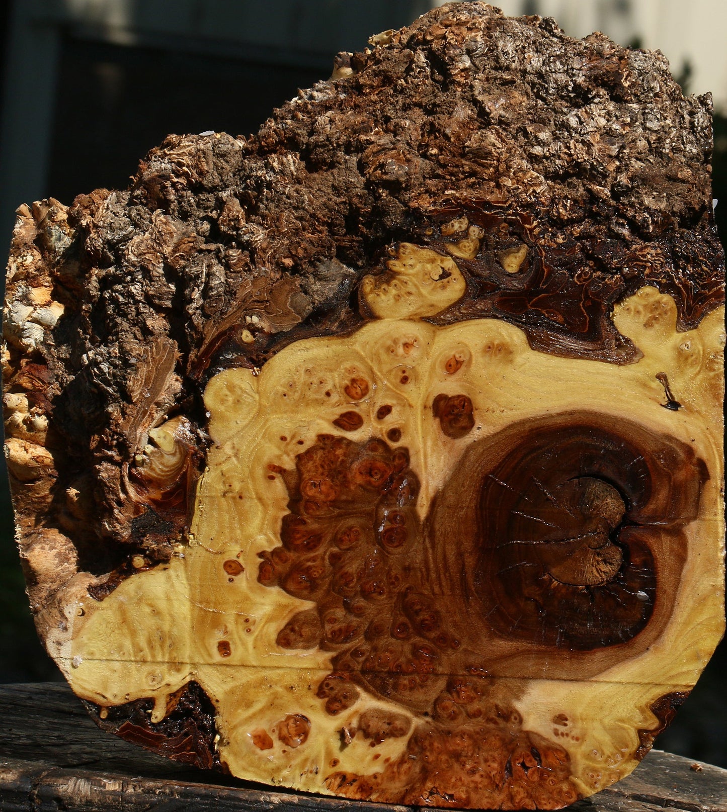 Elm Burl Live Edge Turning Blank