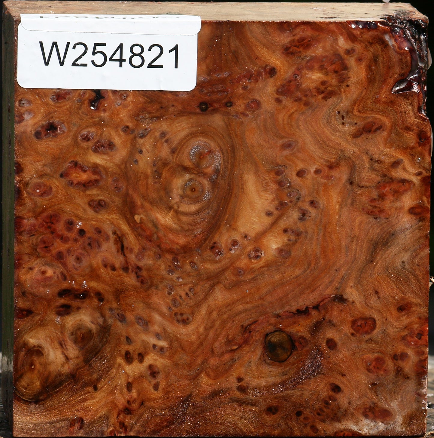 Elm Burl Bowl Blank