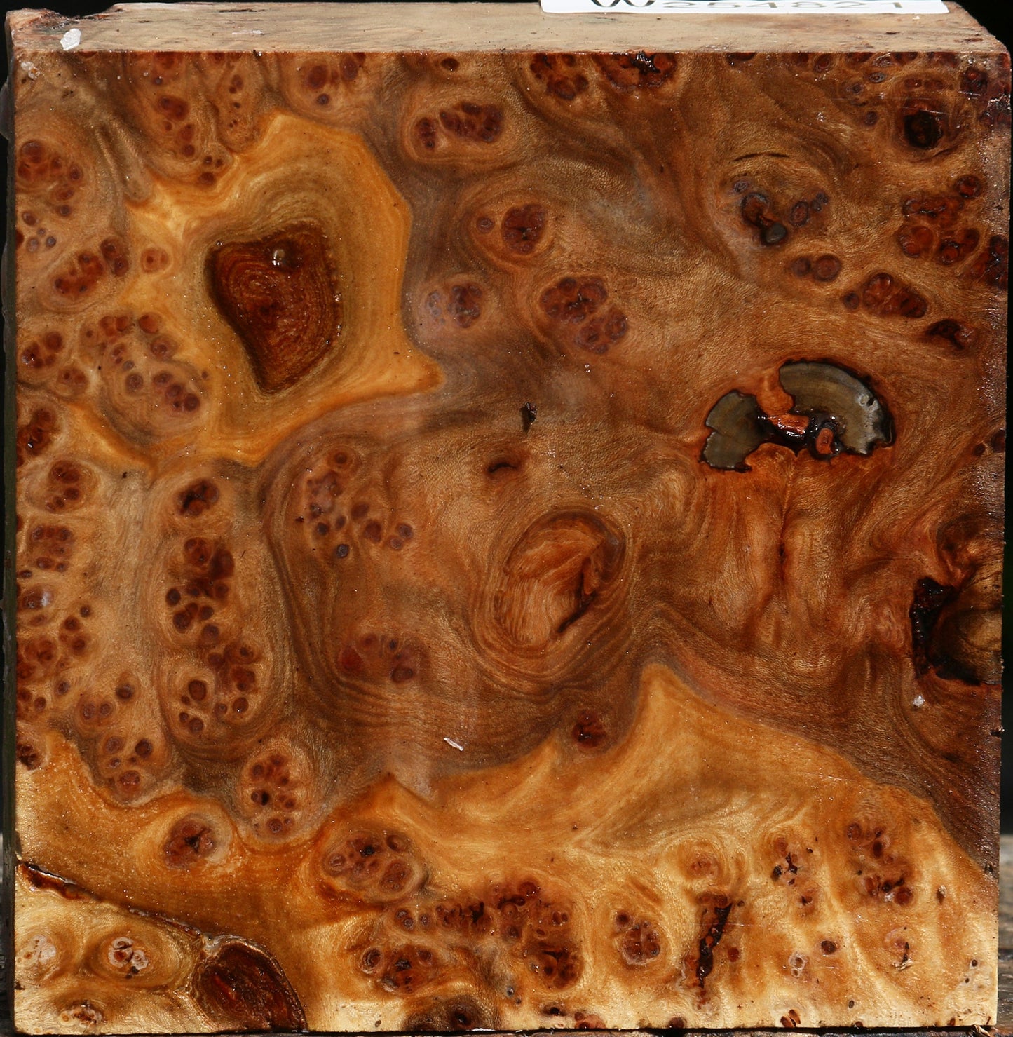 Elm Burl Bowl Blank