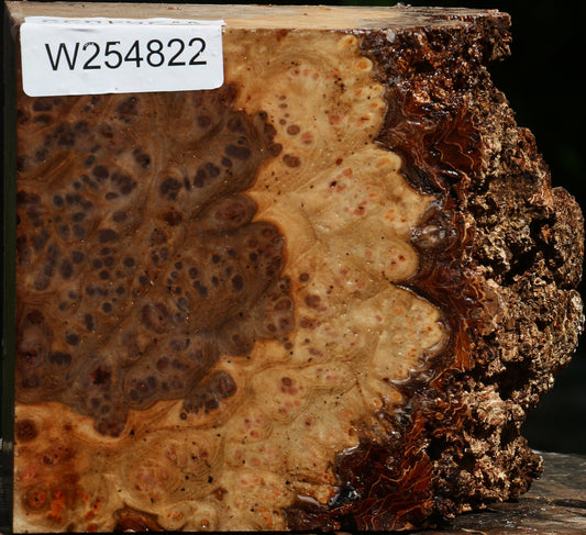 Elm Burl Live Edge Turning Blank