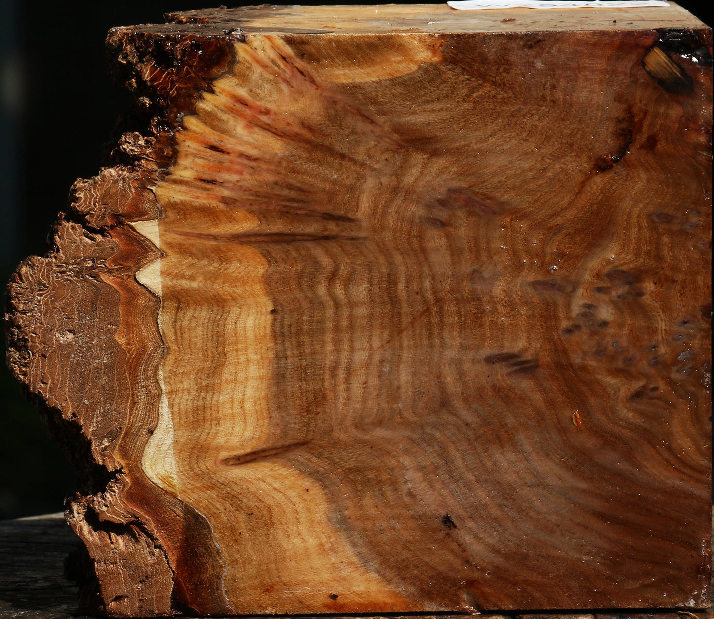 Elm Burl Live Edge Turning Blank