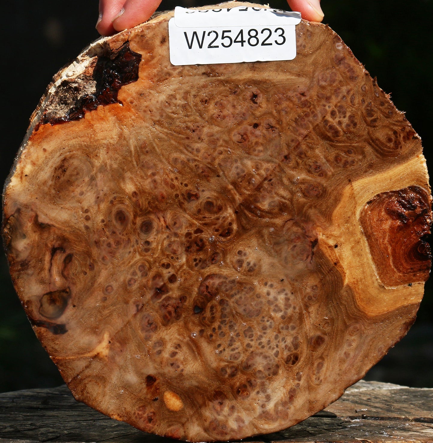 Elm Burl Live Edge Turning Blank
