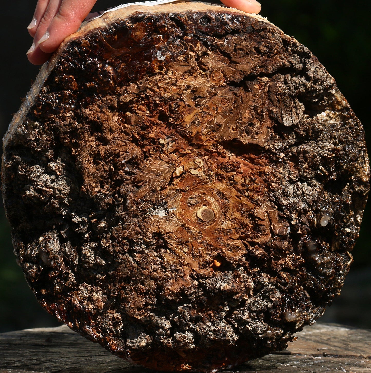 Elm Burl Live Edge Turning Blank