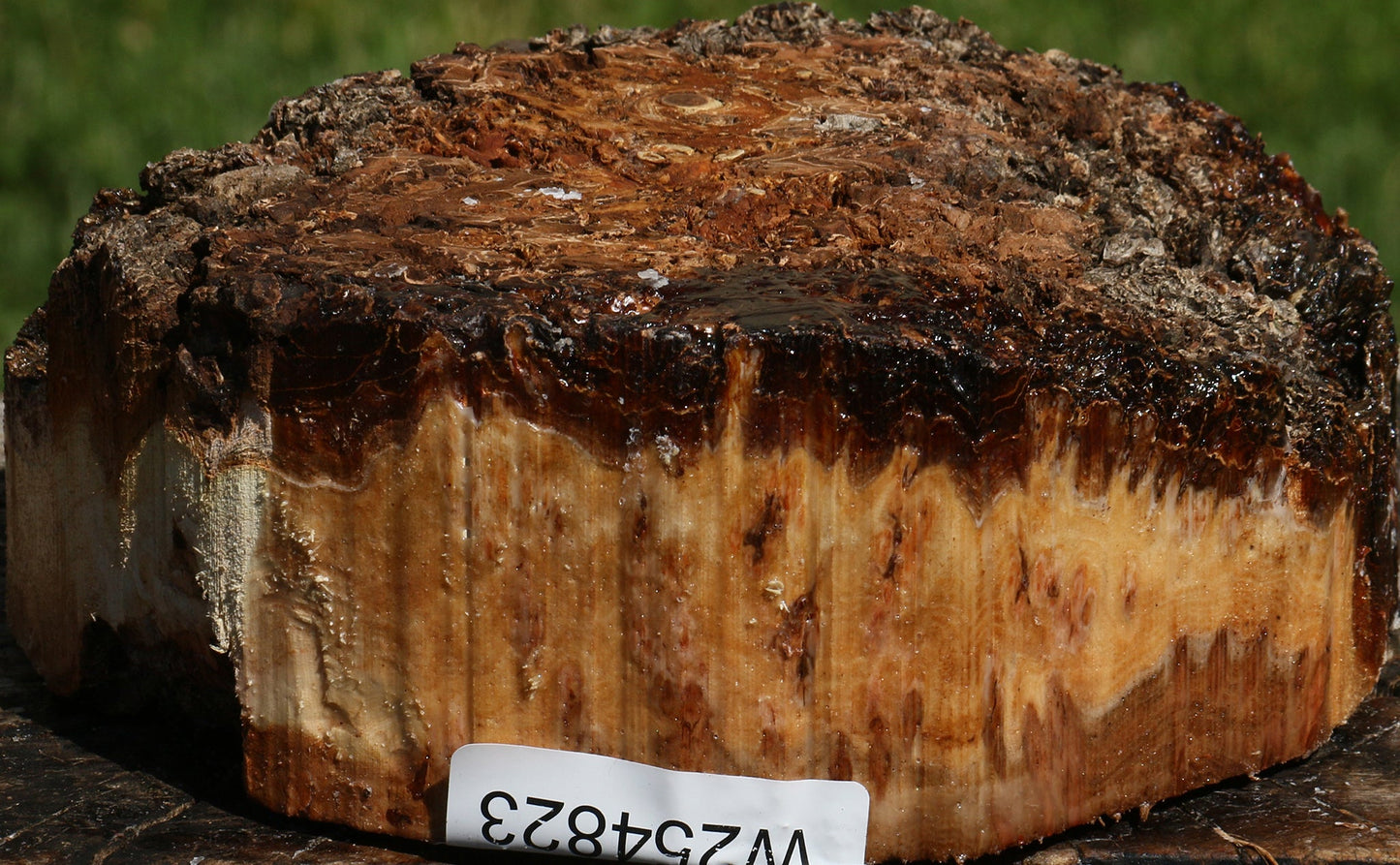 Elm Burl Live Edge Turning Blank