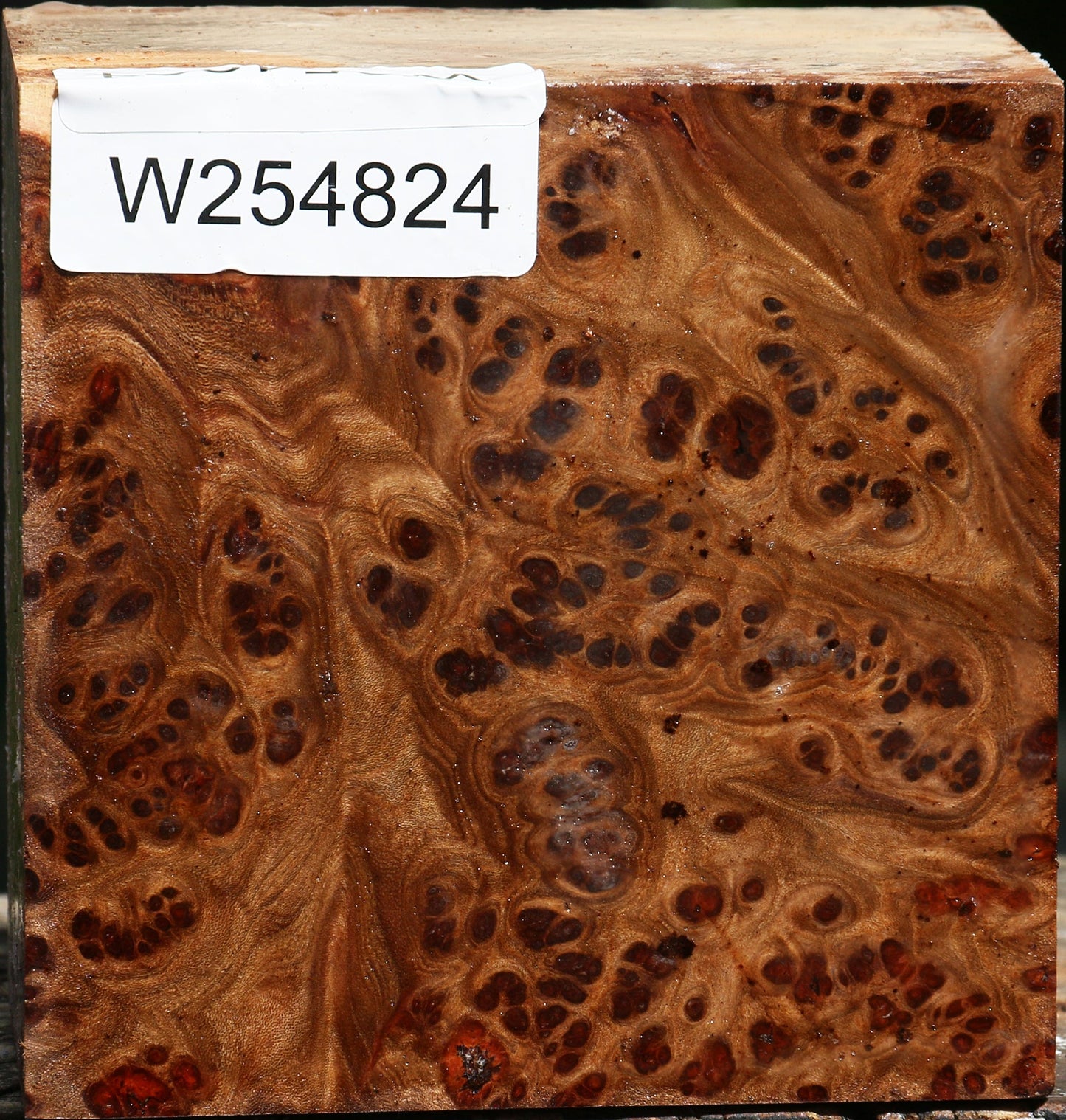 Elm Burl Bowl Blank
