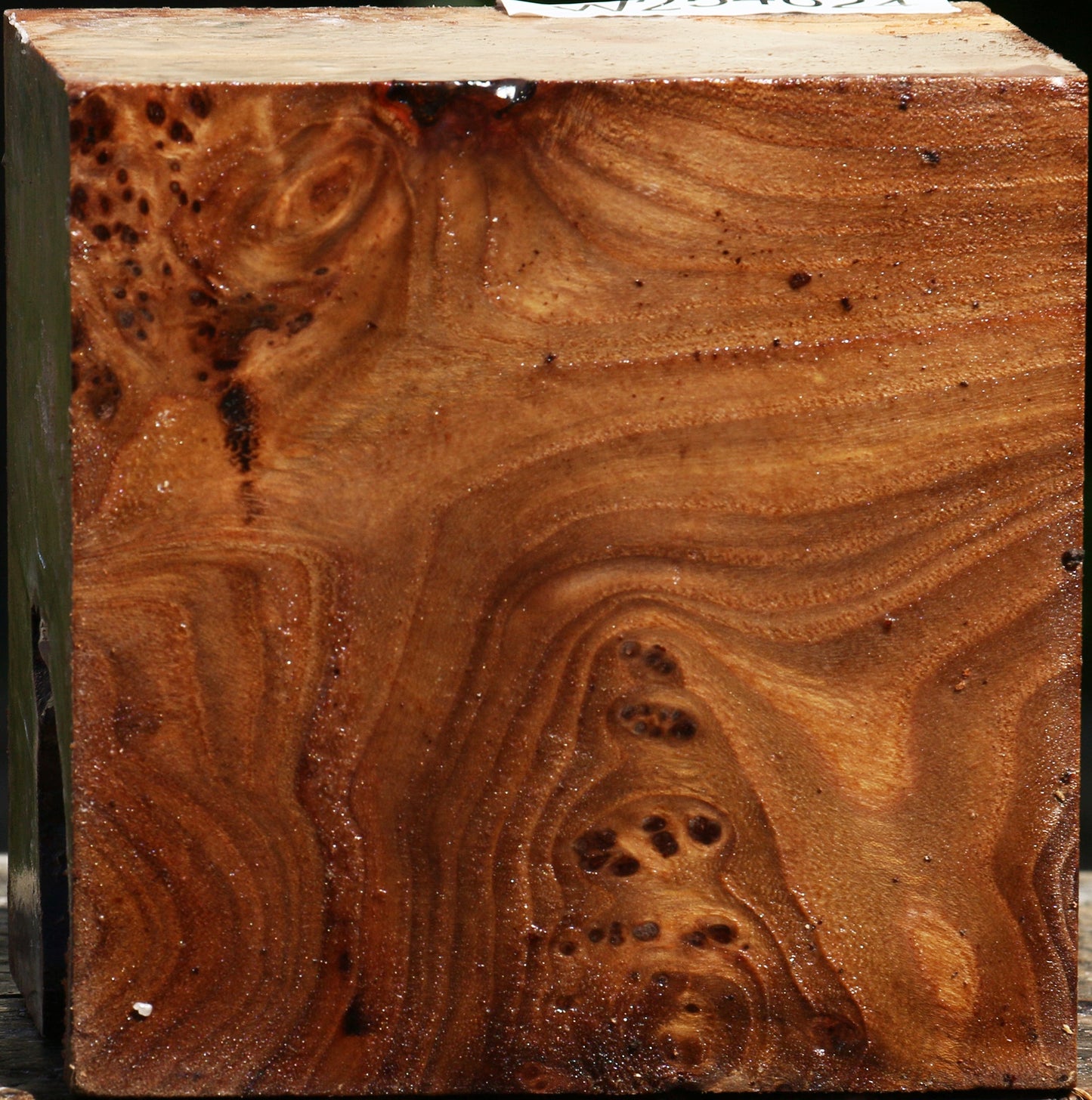 Elm Burl Bowl Blank