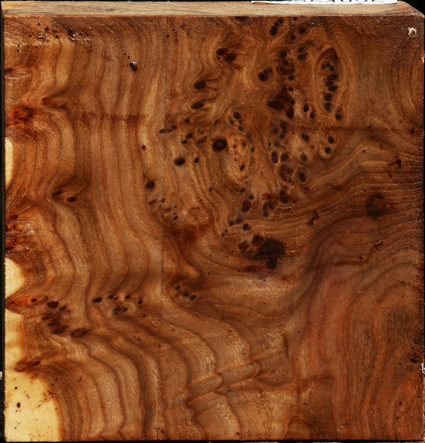 Elm Burl Bowl Blank