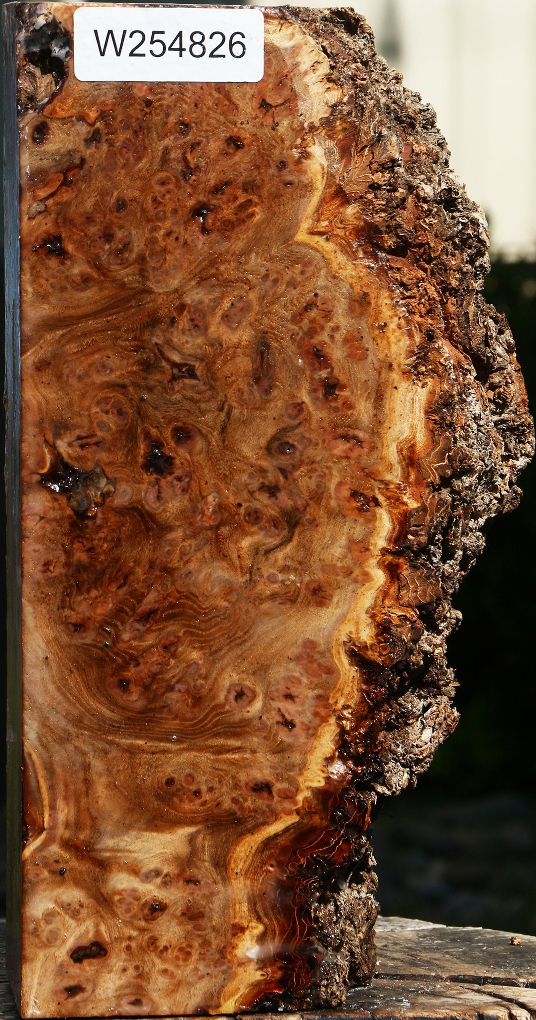 Elm Burl Live Edge Turning Blank