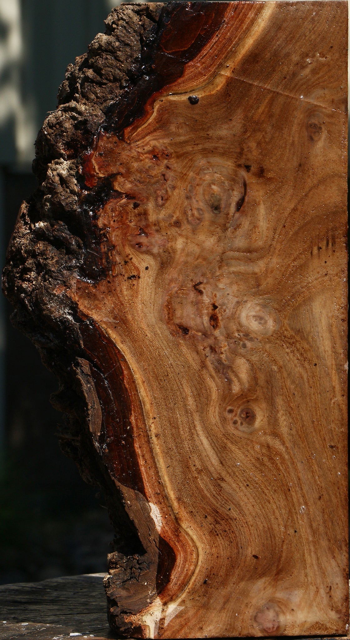 Elm Burl Live Edge Turning Blank