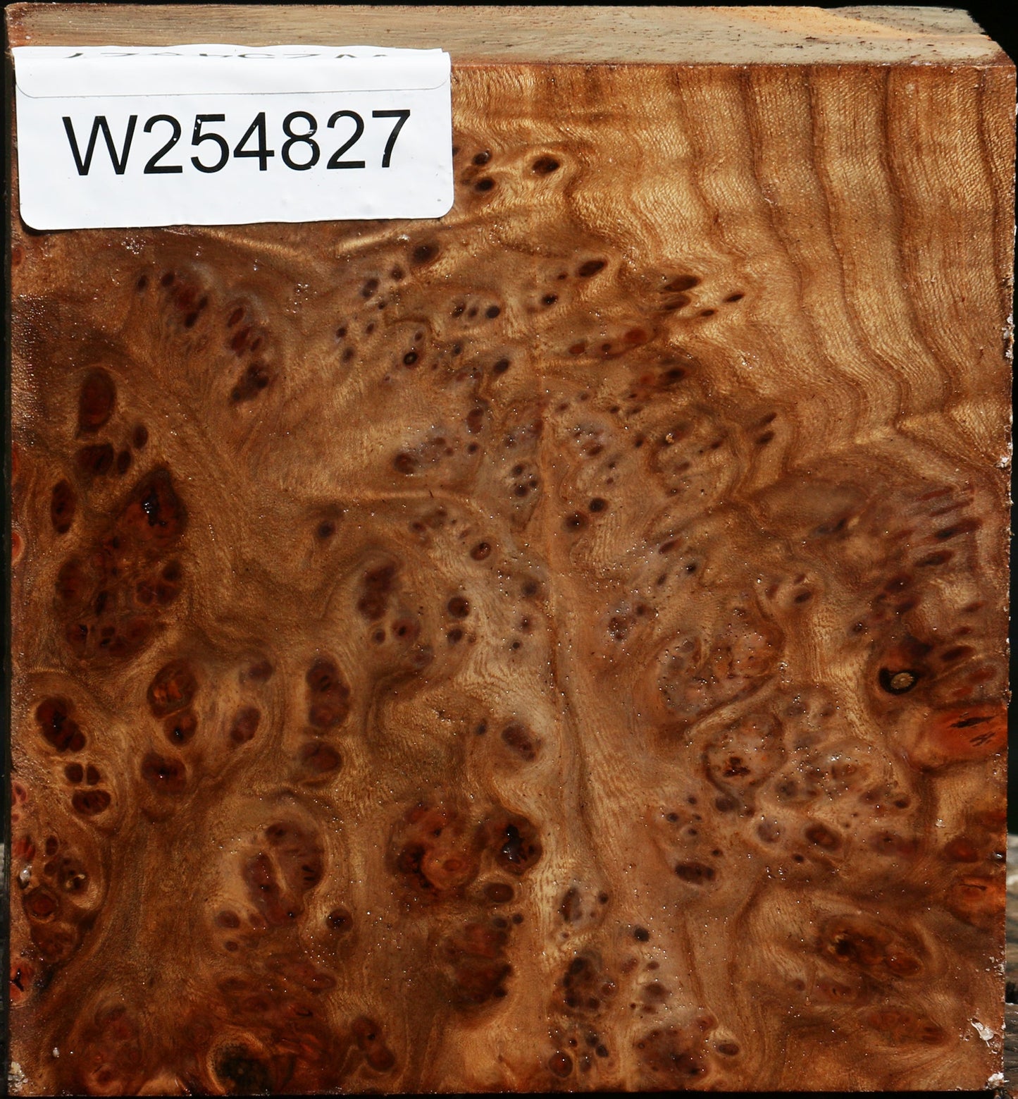 Elm Burl Bowl Blank