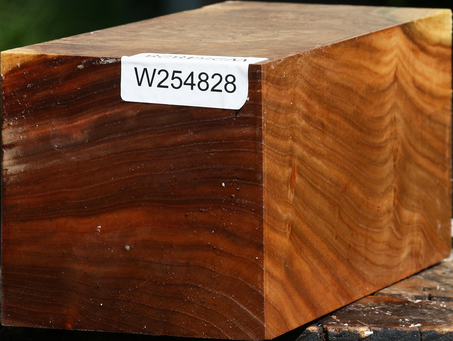 Elm Burl Vessel Blank