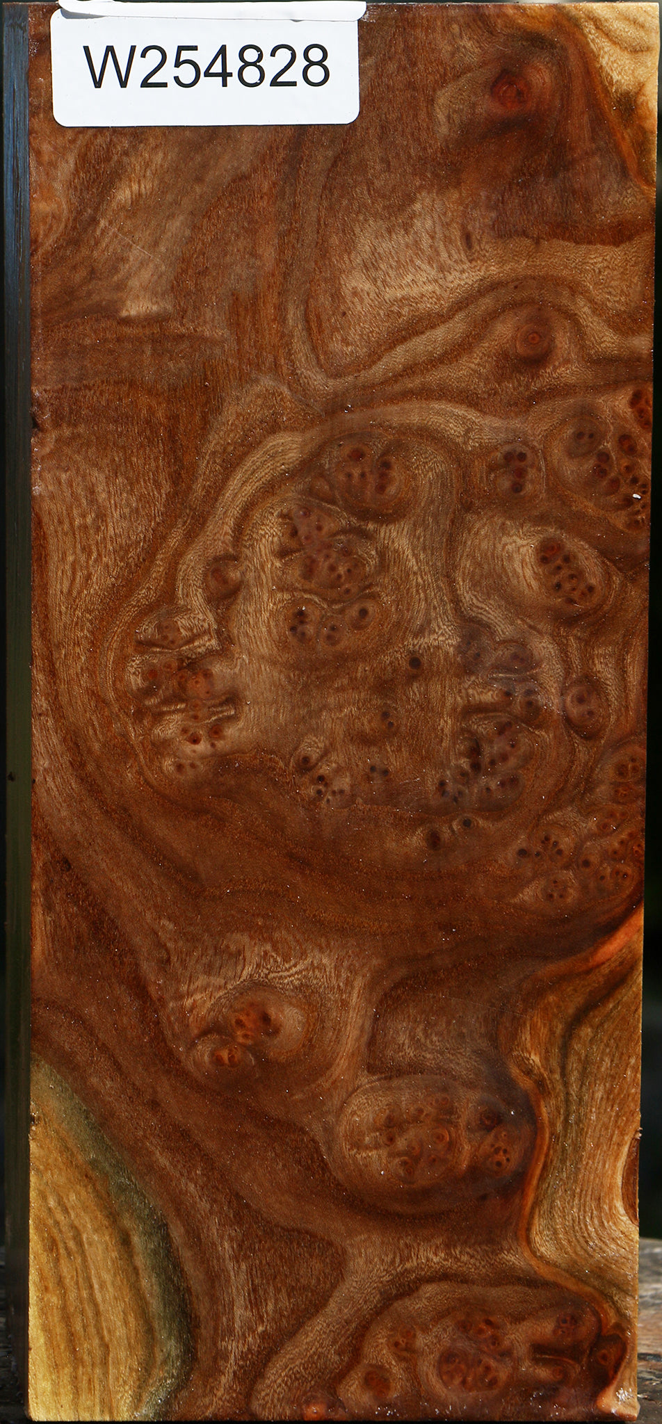 Elm Burl Vessel Blank