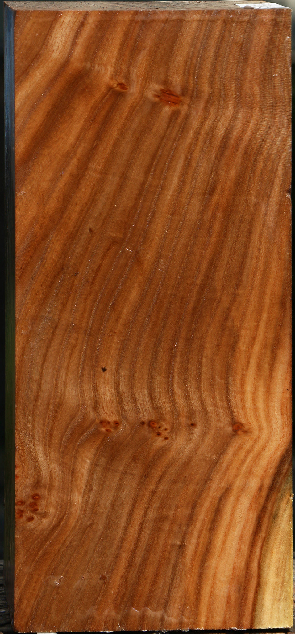 Elm Burl Vessel Blank