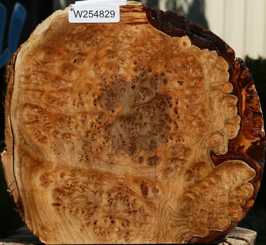 Elm Burl Live Edge Turning Blank