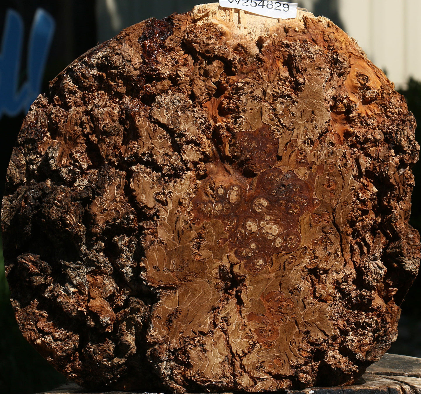 Elm Burl Live Edge Turning Blank