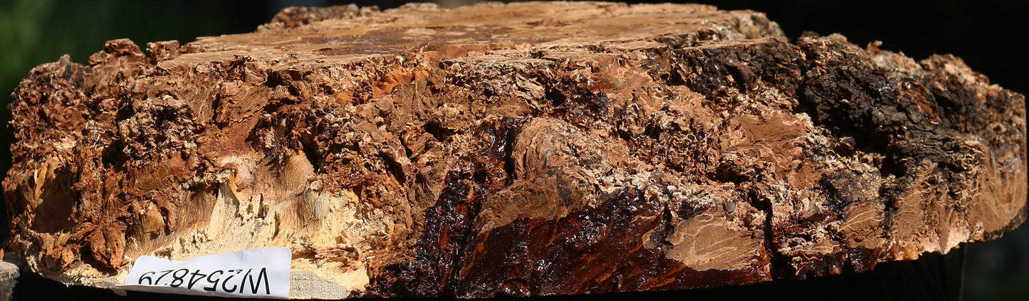 Elm Burl Live Edge Turning Blank