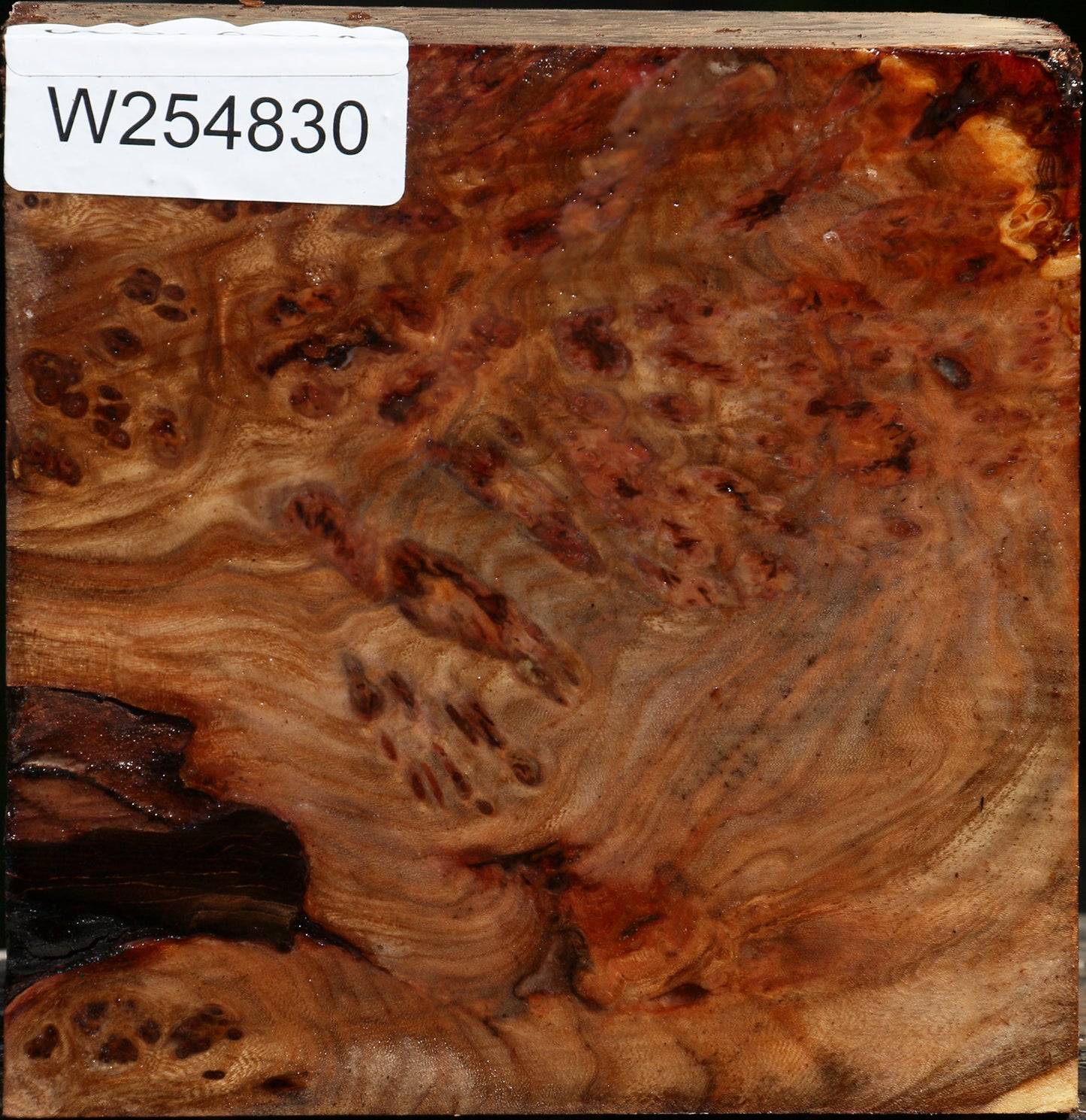 Elm Burl Bowl Blank