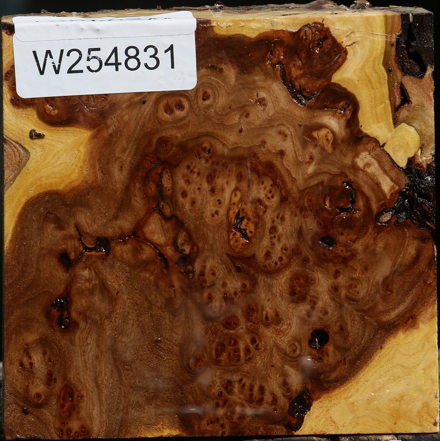Elm Burl Live Edge Bowl Blank