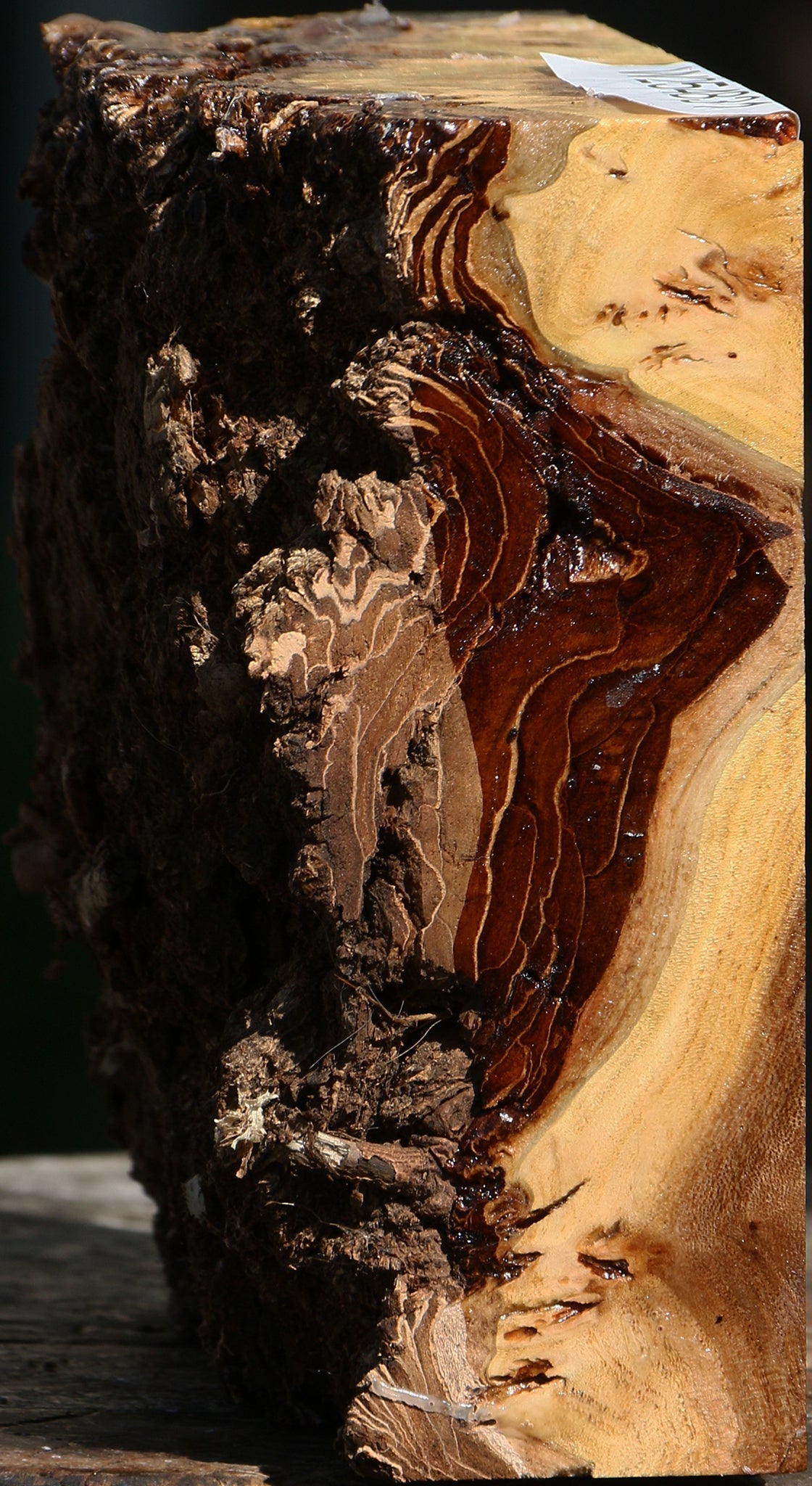 Elm Burl Live Edge Bowl Blank