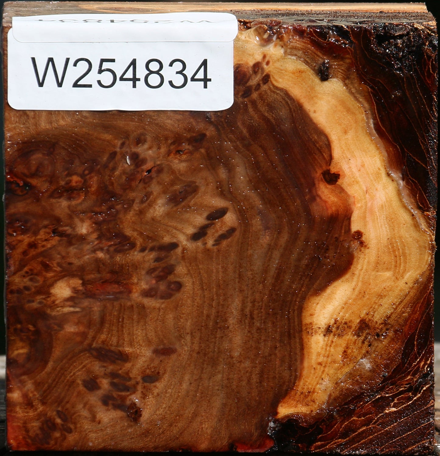 Elm Burl Bowl Blank