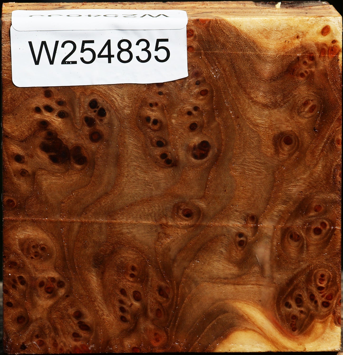 Elm Burl Bowl Blank