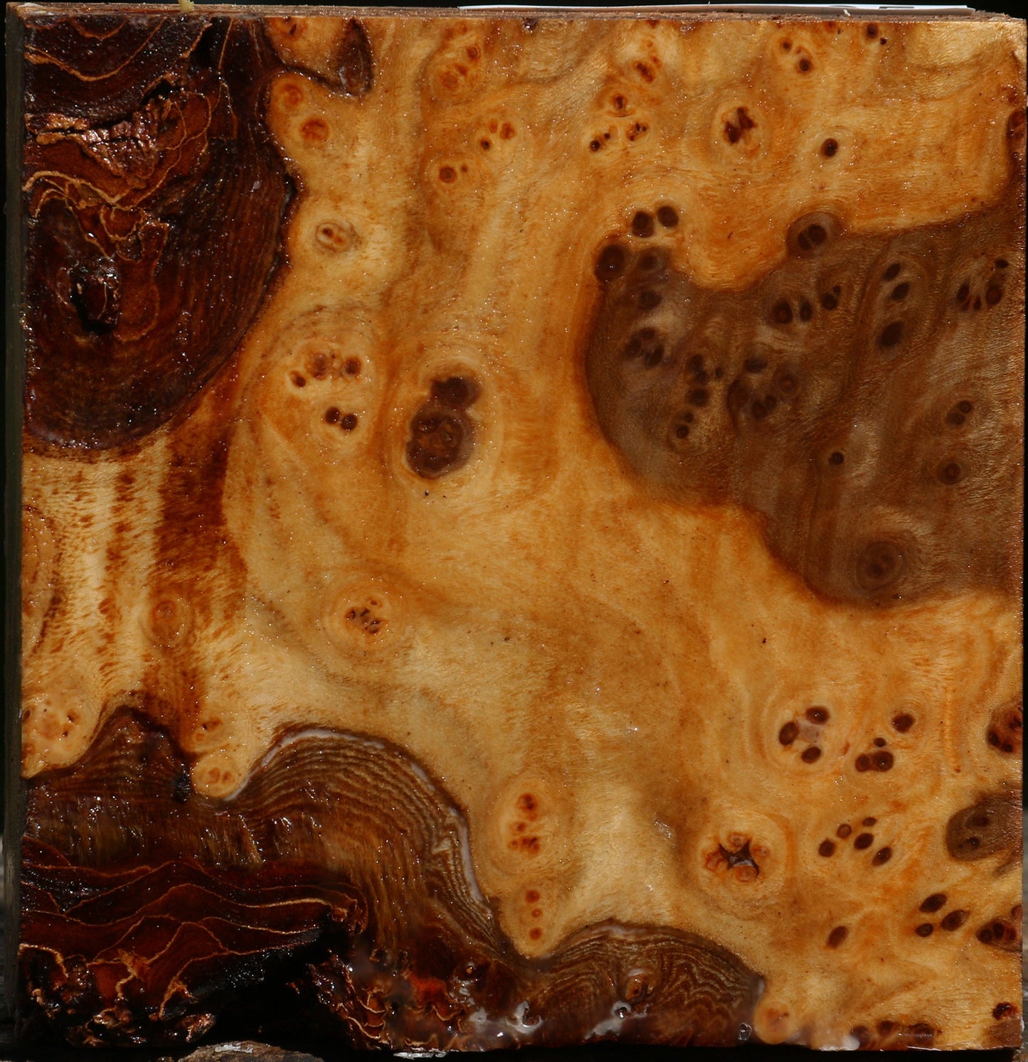 Elm Burl Bowl Blank