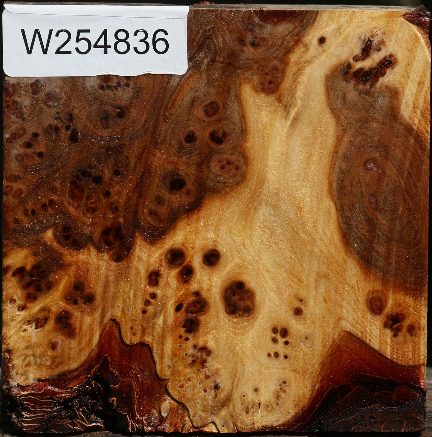 Elm Burl Bowl Blank