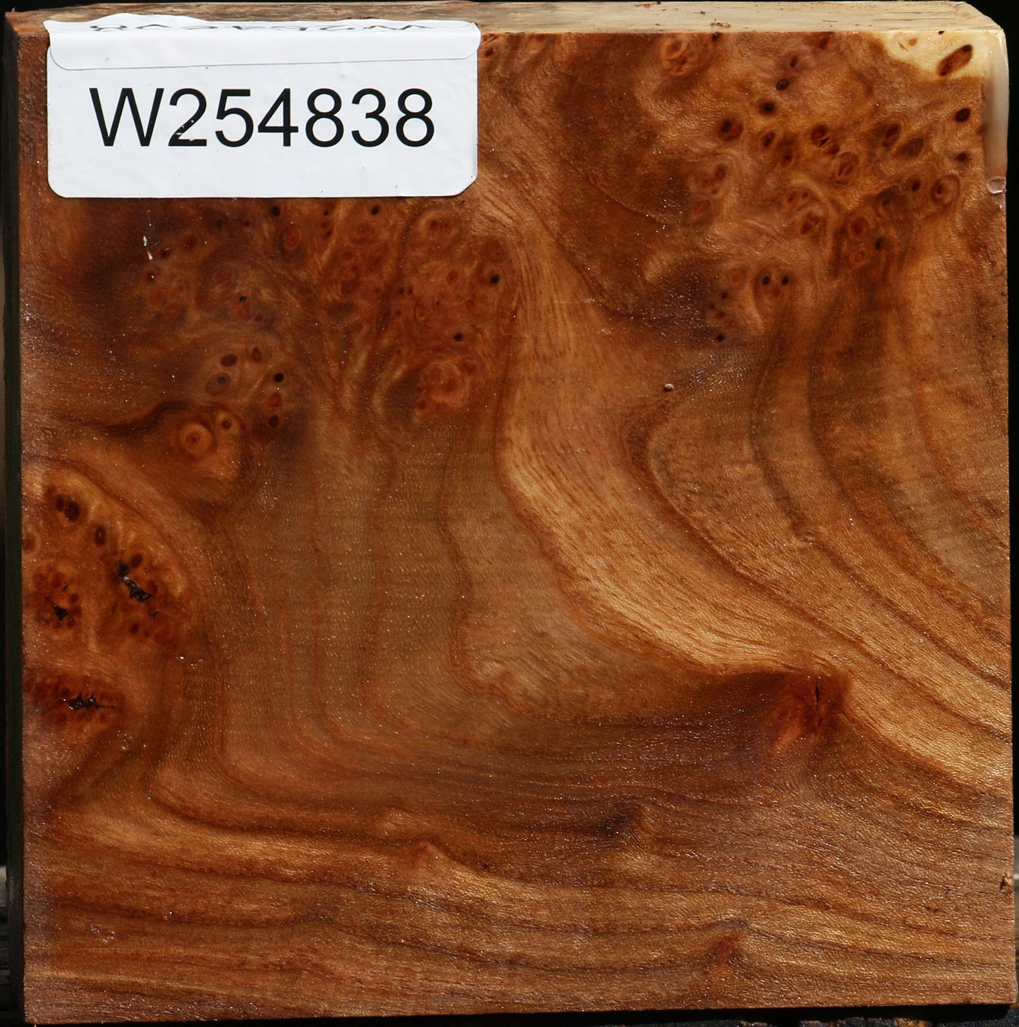 Elm Burl Bowl Blank