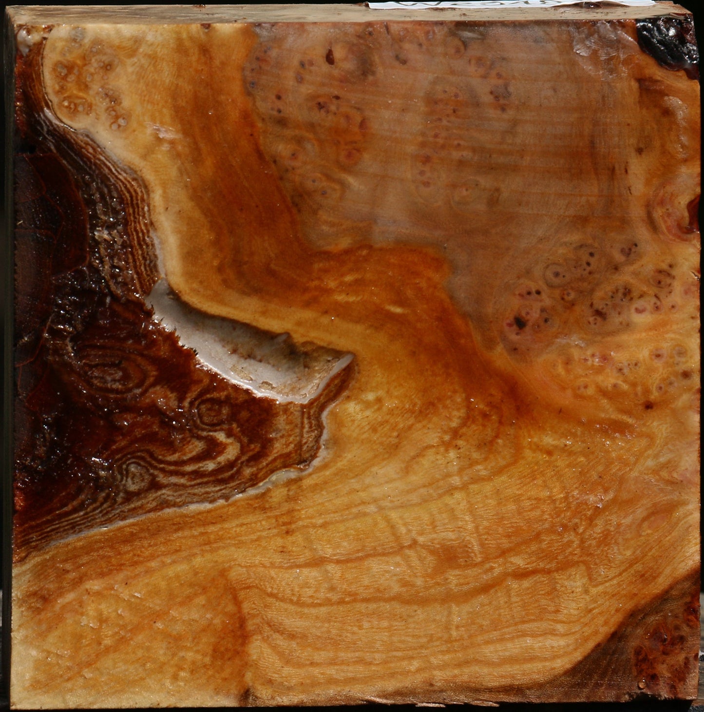 Elm Burl Bowl Blank