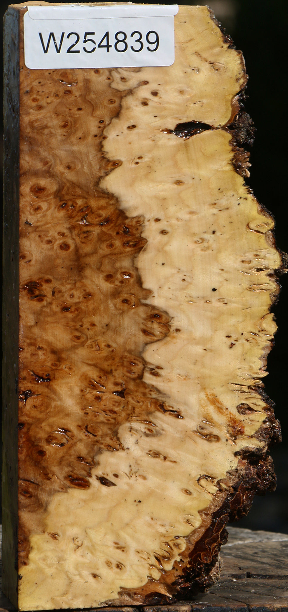 Elm Burl Live Edge Turning Blank