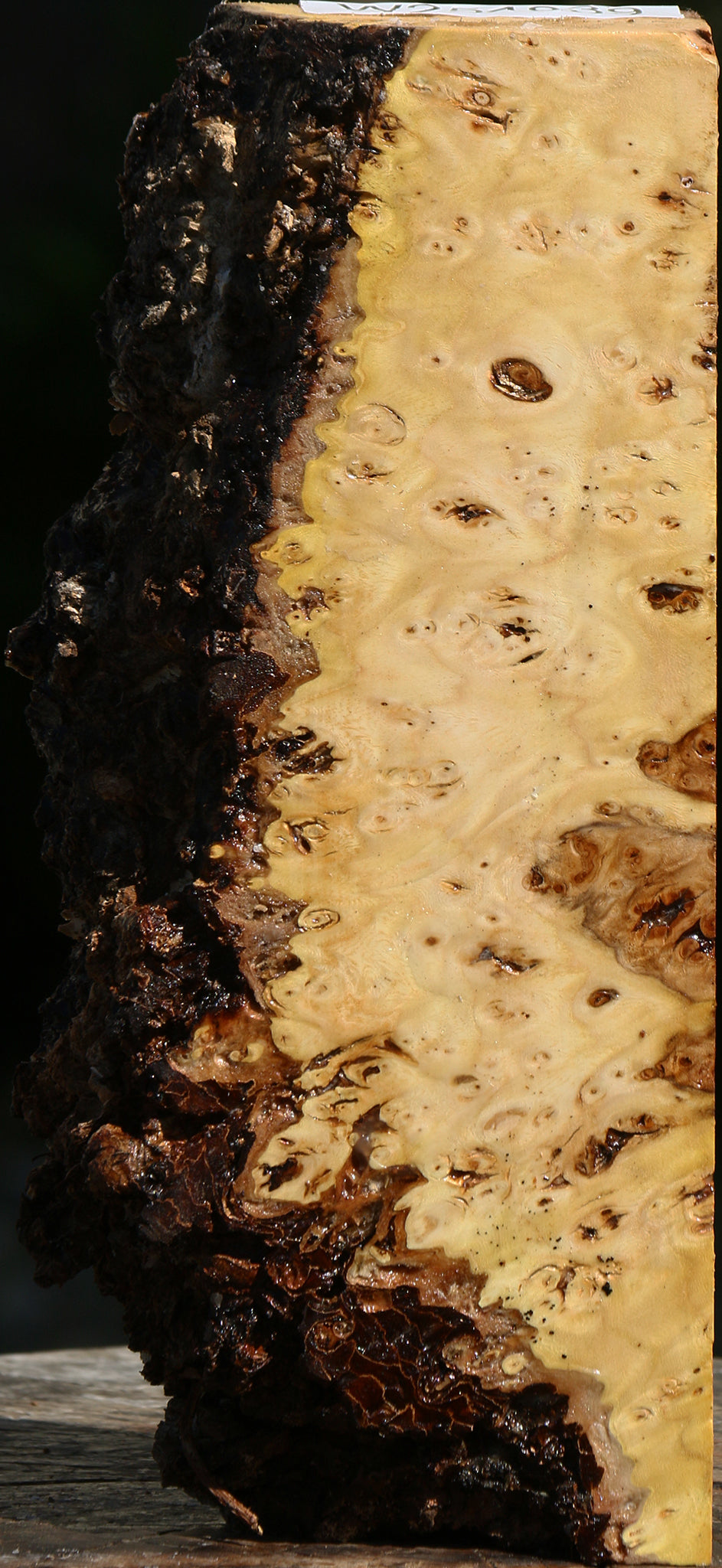 Elm Burl Live Edge Turning Blank