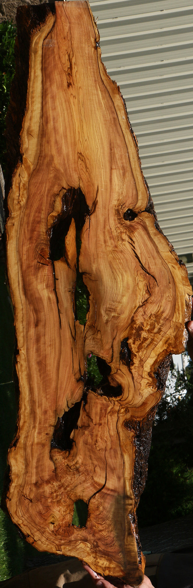 Extra Fancy Rustic African Olive Live Edge Lumber