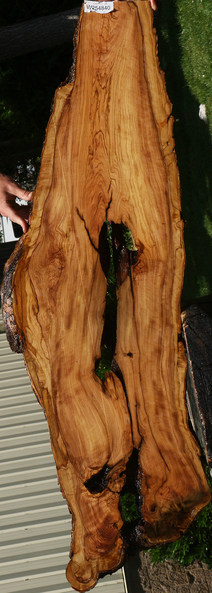 Extra Fancy Rustic African Olive Live Edge Lumber