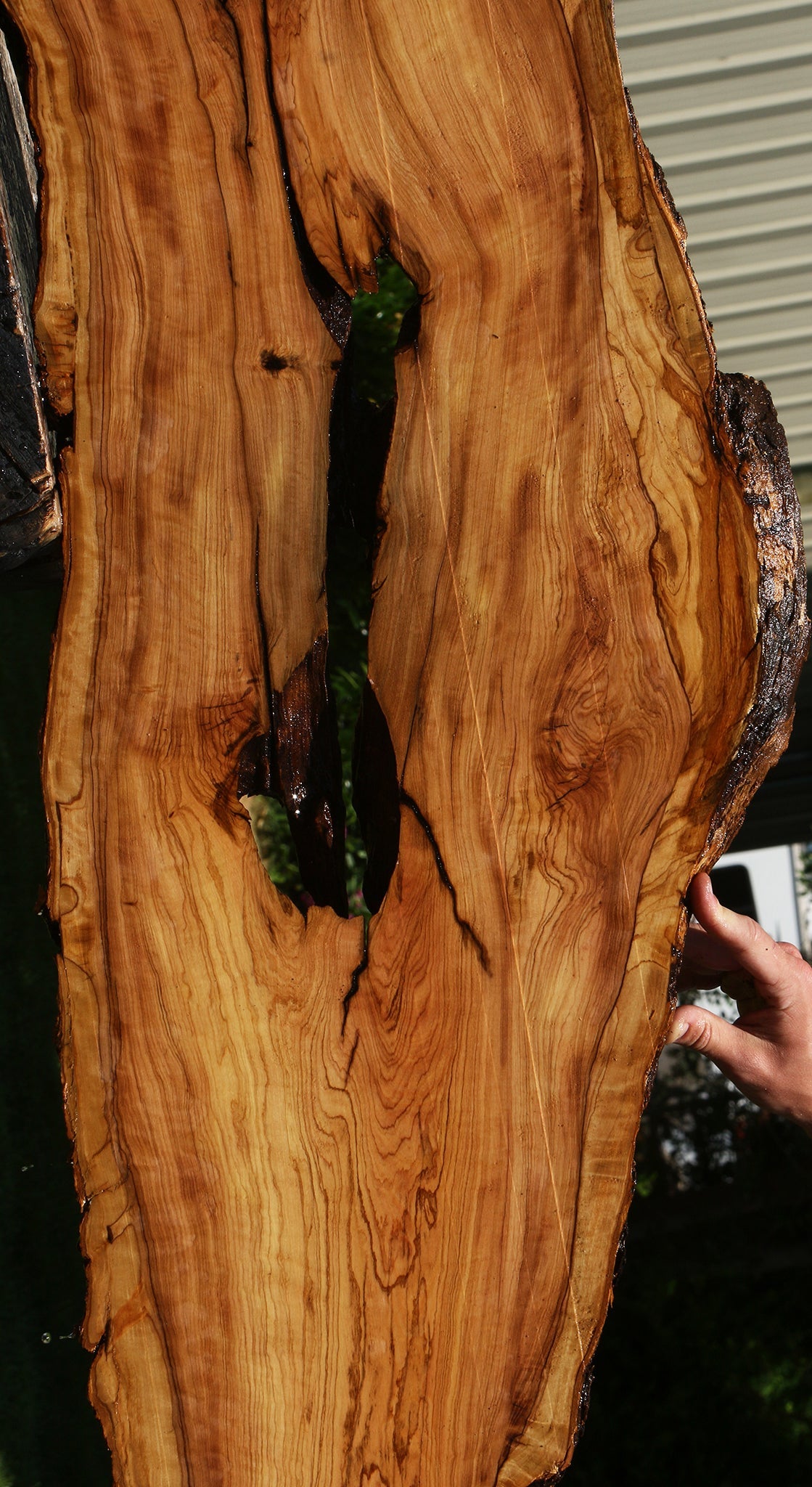 Extra Fancy Rustic African Olive Live Edge Lumber