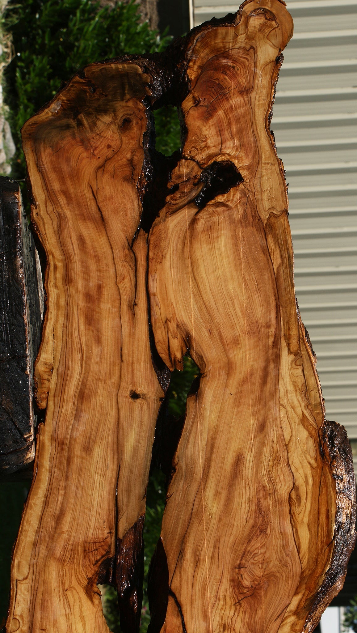 Extra Fancy Rustic African Olive Live Edge Lumber